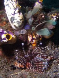Lionfish with colorfull sponges.
Lembeh Straits, Olympus... by Erika Antoniazzo 